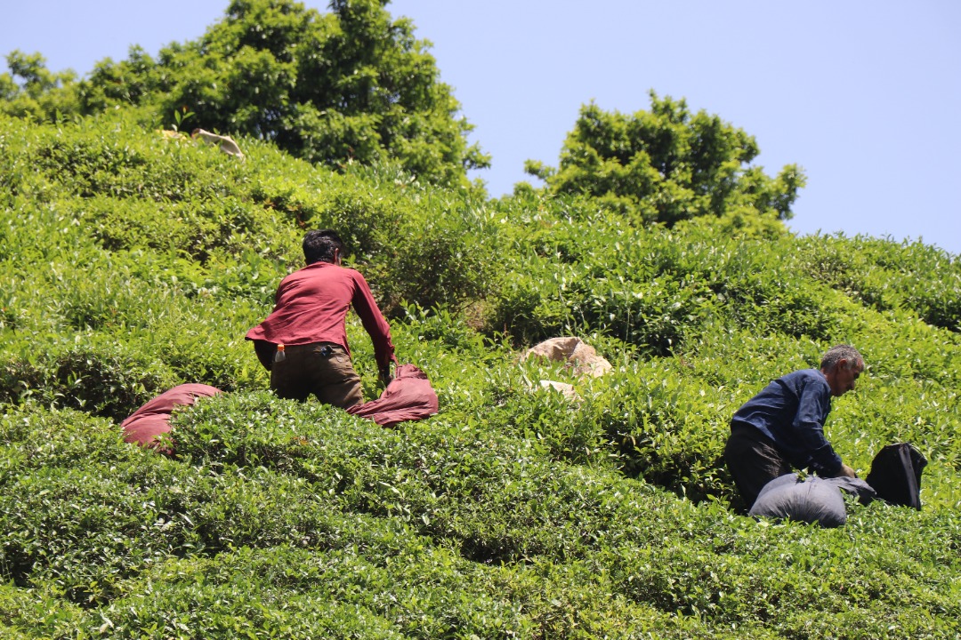 نخستین جشنواره چای املش برگزار شد