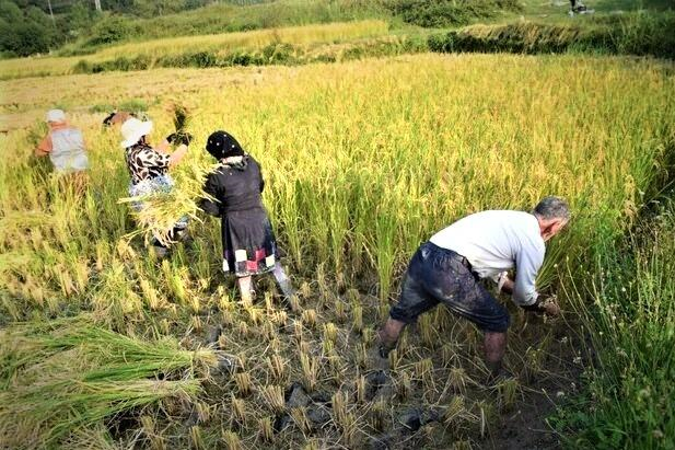 افزایش قابل توجه آببها برای کشاورزان گیلانی افزایش قابل توجه آببها برای کشاورزان گیلانی