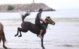 برگزاری مسابقات سوارکاری (کورس ساحلی) در منطقه آزاد انزلی