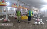 عرضه ۱۴ تن مرغ و ۲ تن ماهی توسط زندانیان لاهیجان به بازار عید کشور