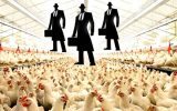 آیا نماینده مجلس، منافع مافیای مرغداری را در اولویت قرار می دهد؟
