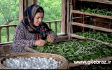 چای و ابریشم؛ هر دو شناسنامه لاهیجان‌اند